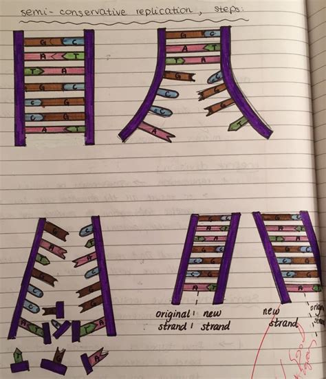 Semi Conservative DNA Replication Model Project 的图像结果