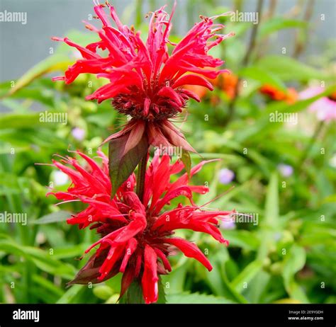 Red bergamot hi-res stock photography and images - Alamy