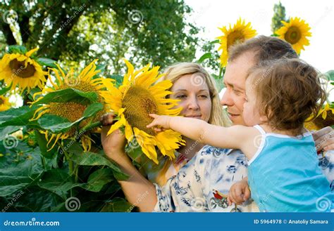 Family in sunflowers stock photo. Image of father, people - 5964978