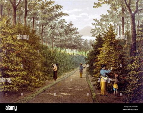 Image result for Java Coffee Plantation