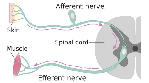 Afferent vs Efferent Neuron - Differences between Afferent and Efferent ...