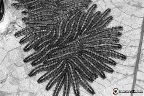 Caterpillar Moth On Leaf | Lensmagik.com