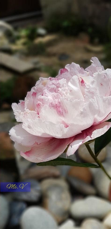 Image result for Gumpaste Peony