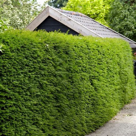 Yew Hedge In Shade How To Grow And Care For Yew Trees And Shrubs