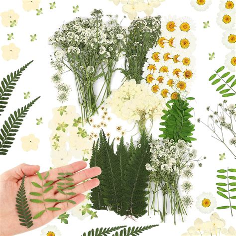 Amazon.com: Fabbay 200 Pcs Dried Pressed Flowers Real Dry Natural ...