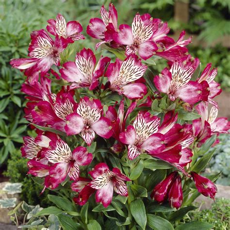 Alstroemeria Meaning