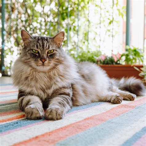 10 Best Dog-Friendly Cat Breeds That Get Along With Dogs