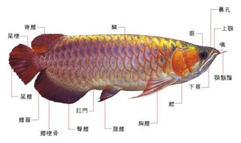 龙鱼摄影图__鱼类_生物世界_摄影图库_昵图网nipic.com