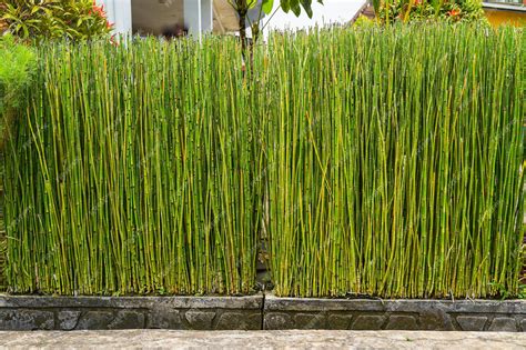 Premium Photo | Bamboo grass stalk plants stems growing in dense forest ...