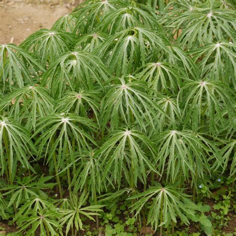 Shredded umbrella plant (Syneilesis aconitifolia) Flower, Leaf, Care, Uses - PictureThis
