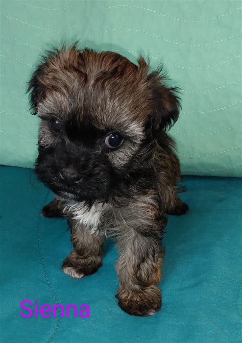 Sweet New Havanese Puppies Available! - Court Jester Havanese Puppies ...