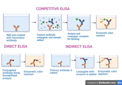 Image result for Elisa Process