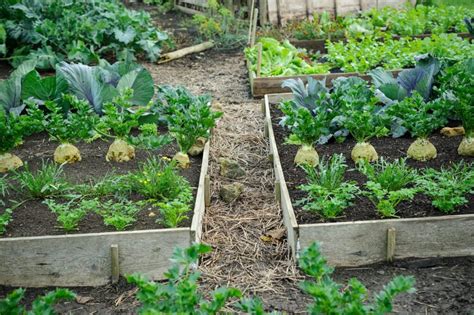 Regenerative Gardening: 5 Ways to Improve Soil Health Naturally