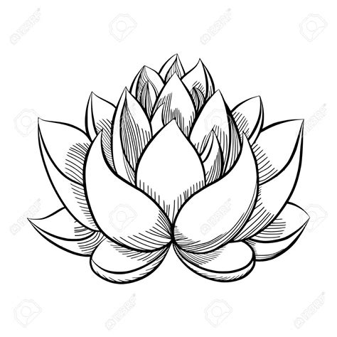 lotus flower sketch - Google Search | Lotus flower art, Lotus flower drawing, How to draw hands