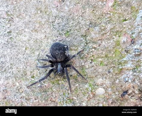 Black House Spider (Badumna insignis Stock Photo - Alamy