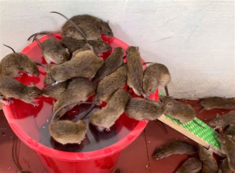 Electronic Mouse Trap Homemade 的图像结果