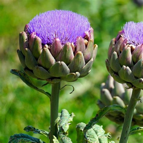 Grow at home how to grow globe artichokes – Artofit