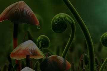 Hypno Virus Program 的图像结果