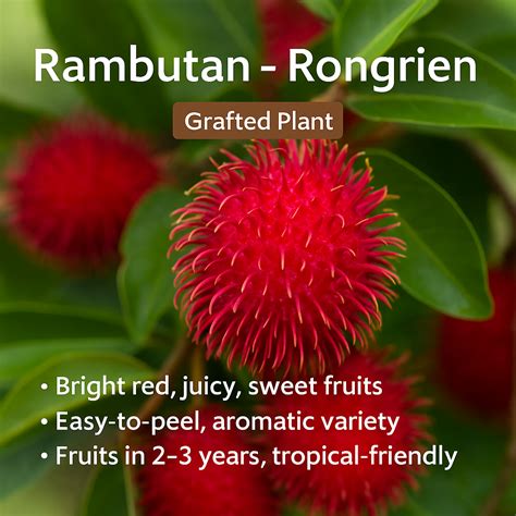 Rambutan - Rongrien - Fruit Plant – Kerala Garden
