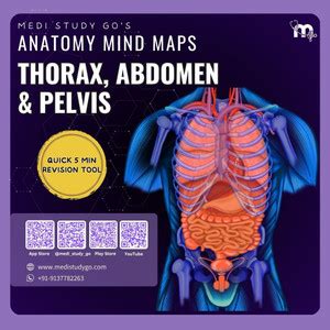 MEDI STUDY GO Abdomen, Thorax and Pelvis Mind maps (Quick 5 Min ...