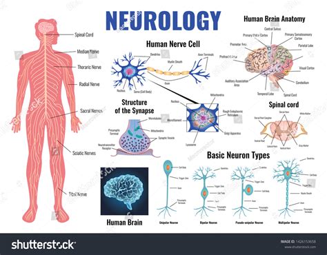 Prefrontal Cortex 的图像结果