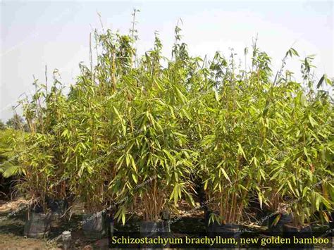 Best Nursery In Kadiyam -Sri Satyanarayana Nursery
