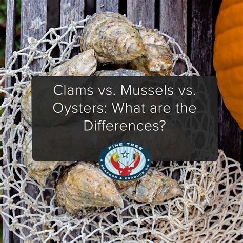 Clams vs. Mussels vs. Oysters: What are the Differences? - Pine Tree ...