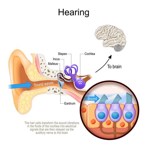 How Does Sound Reach Our Ears
