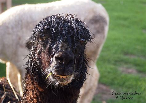 GAZDOVSKY DVOR NAS SEN (2025) All You Need to Know BEFORE You Go (with ...