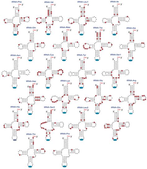 Mitogenome, Poly(A) Mitotranscriptome, and Molecular Phylogeny of ...