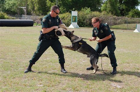 This Florida police dog gave his life in the line of duty and should be ...