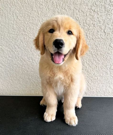 Female golden retriever – Artofit