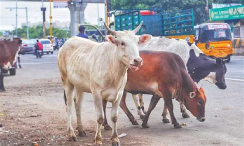 Thanjavur plastic unit ops halted over contamination and cattle death