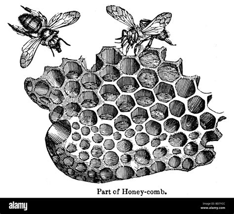 Bee drawing hi-res stock photography and images - Alamy