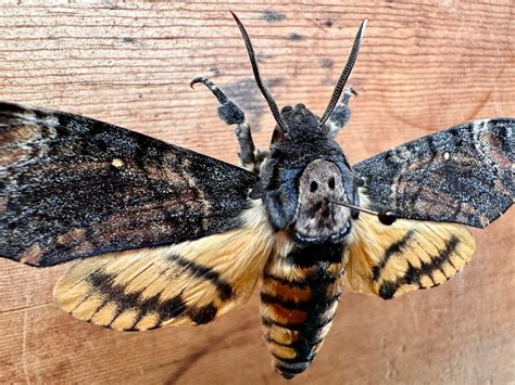 Death's Head Hawkmoth 'Acherontia styx' – Little Caterpillar Art