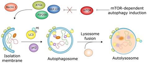 NF-κB-Mediated Inflammation in the Pathogenesis of Intracranial ...