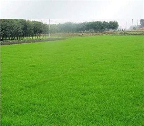 SHOP 360 GARDEN Pack of 50 Grams Seeds Cynodon dactylon/Bermuda grass ...