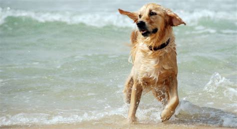 Image result for Cane Labrador