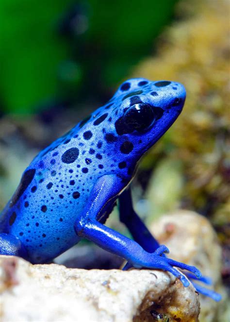 Colorful Pictures Of Animals