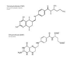 Image result for Folate Water-Soluble