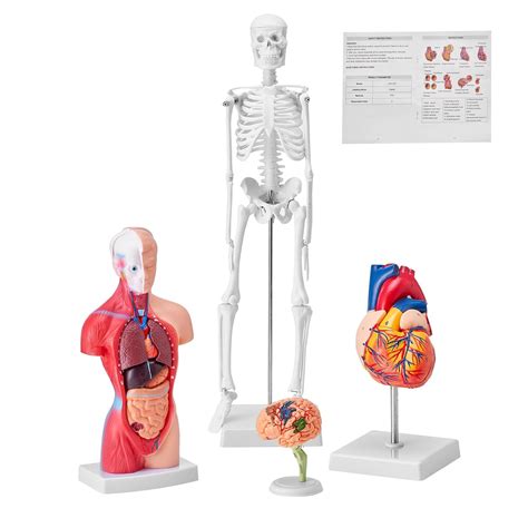 VEVOR Human Anatomy Models Bundle Set, Brain, Human India | Ubuy
