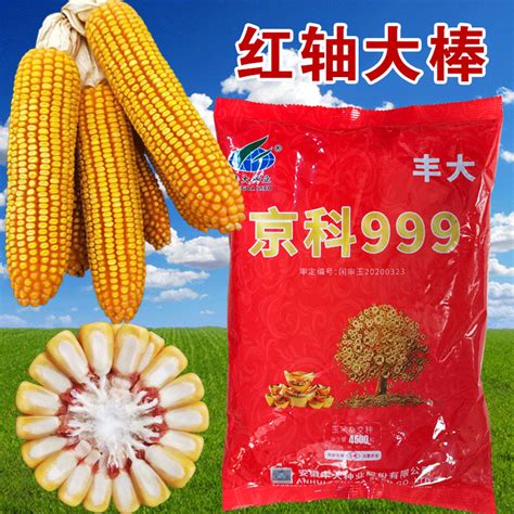 伟科966玉米种子-伟科966玉米种子价格-保定市金穗农业科技有限公司