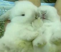 Image result for Cute Bunnies Kissing People