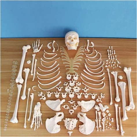 Buy GKPLY Human Body Dispersion Model, Disarticulated Human Skeleton ...