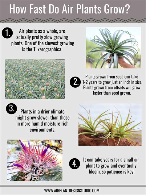 Easy air plant care guide with infographics – Artofit