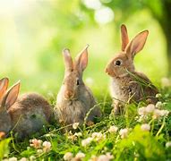 Image result for What to Feed Wild Rabbits