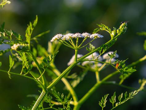 Poison Hemlock Rash