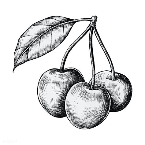 fruit drawing sketch