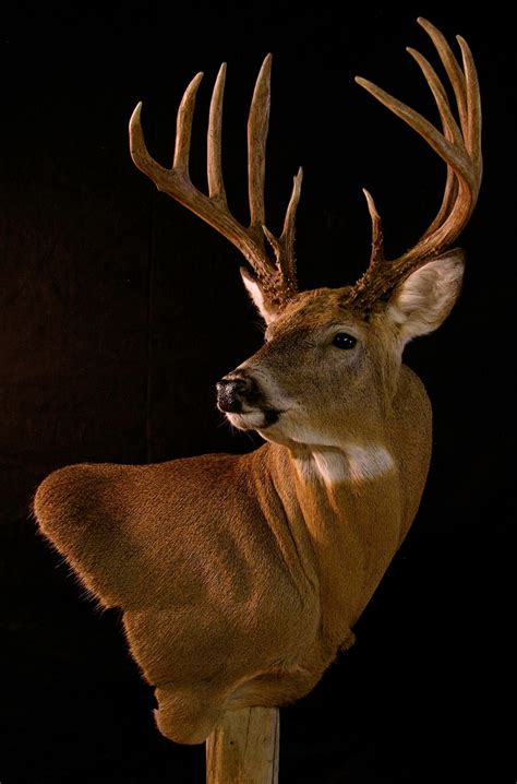 Incredible | Deer mounts, Deer hunting decor, Whitetail deer