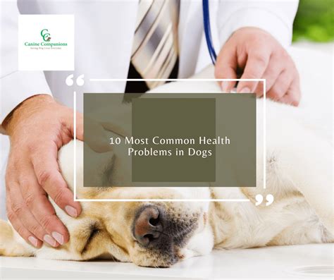 Common Dog Problems 的图像结果